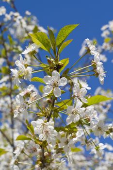 Cherry blossoms on a black cherry tree against the blue sky