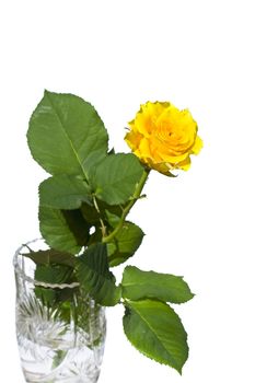 Beautiful yellow rose on a white background with space for copy