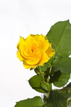 Beautiful yellow rose on a white background with space for copy