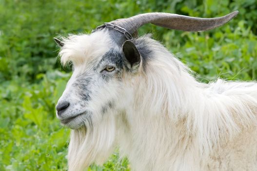 horned domestic male goat grazing at green lush meadow
