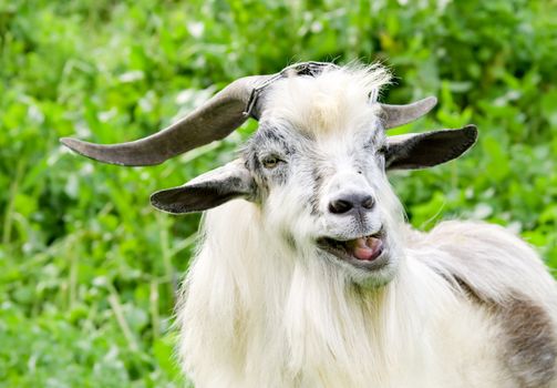 horned domestic male goat grazing at green lush meadow