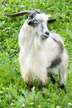 horned domestic male goat grazing at green lush meadow