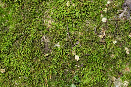 wet green moss in the rainy forest, background