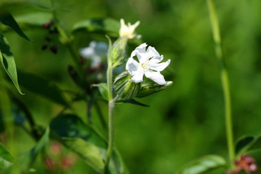 Evening Lychnis Flower Lychnis alba in morning sun