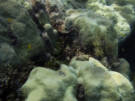 Coral reef home of little yellow fish