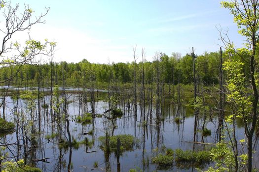 Flooded Wetland With Trees