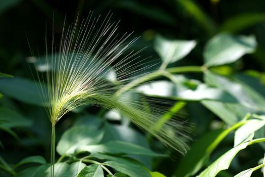 Foxtail Barley Grass Hordeum jubatum in morning sun