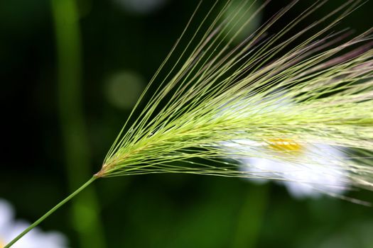 Foxtail Barley Grass Hordeum jubatum in sun