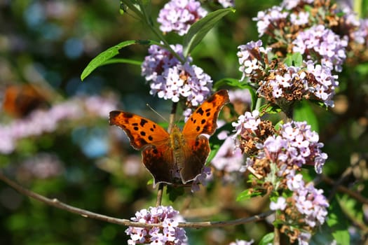 Eastern Comma Butterfly Polygonia comma in morning light