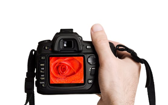 flower concept,focus point on nearest part of image