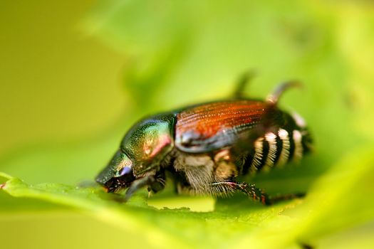 Japanese Beetle Popillia japonica closeup