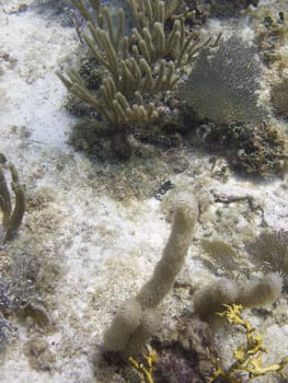 Coral reef at the bottom of the ocean