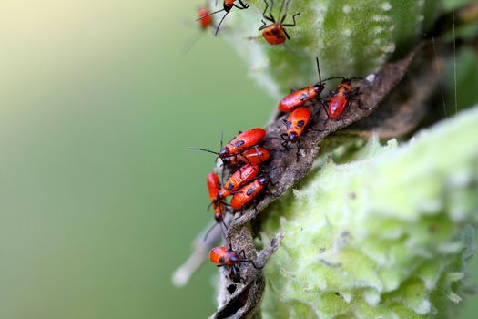 Large Milkweed Bug Nymphs on milkweed plant