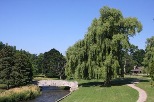 Large Weeping Willow Tree In Local Park