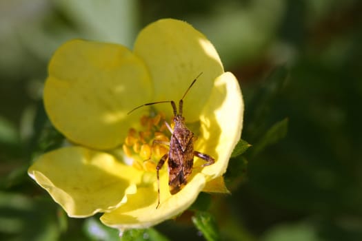 Leaf Footed Bug Euthochtha galeator in morning sun