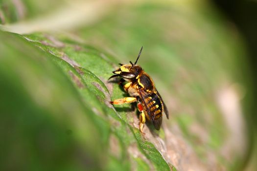 Leaf-cutting Bee Megachile rotundata warming in sun
