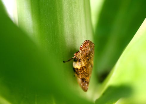 Leafhopper Orosius orientalis In Morning light
