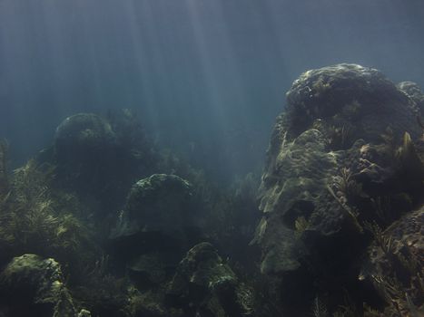 Coral reef at the bottom of the sea