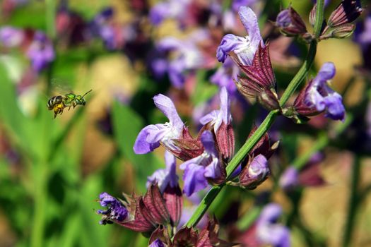 Metallic Green Bee Agapostemon texanus On Sage labiatae