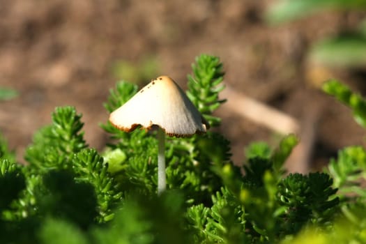 Mushroom Close-up ground level shot