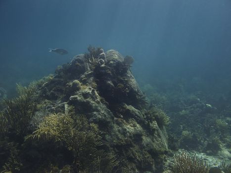 Coral growing on a rock home to many fish