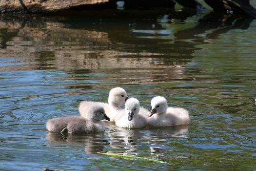 Mute Swan And Cygnets in sun