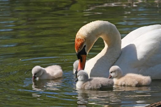 Mute Swan And Cygnets in sun