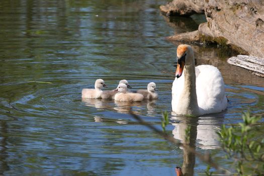 Mute Swan And Cygnets in sun