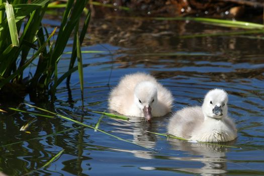 Mute Swan And Cygnets in sun