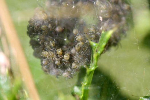 Nursery-web Spider Pisauridae Nest Full Of Young