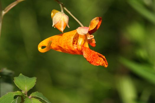 Orange Jewelweed Impatiens capensis in sun