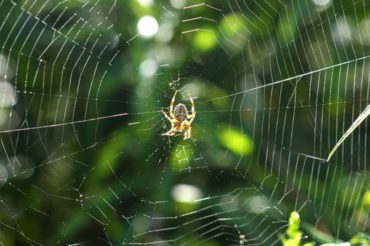 Orb Weaver Spider Neoscona arabesca in web