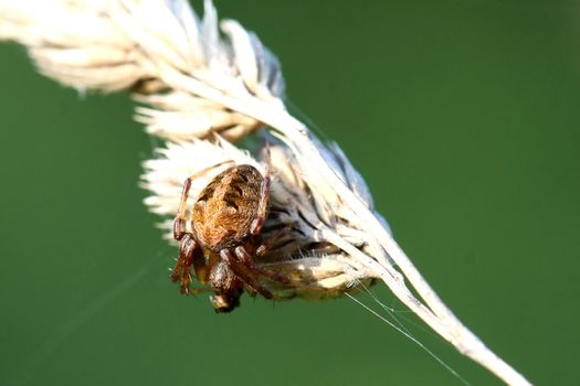 Orb Weaver Spider Neoscona arabesca on grass