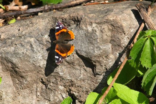 Red Admiral Butterfly Vanessa atalanta On Rock