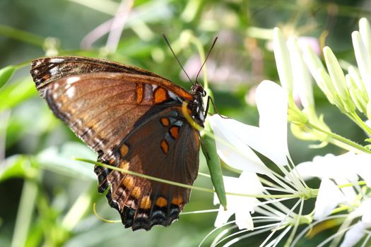 Red Spotted Purple Butterfly Limenitis arthemis Profile