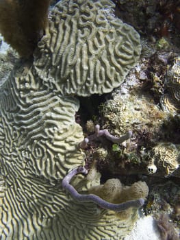 coral with ripple pattern at the bottom of the ocean