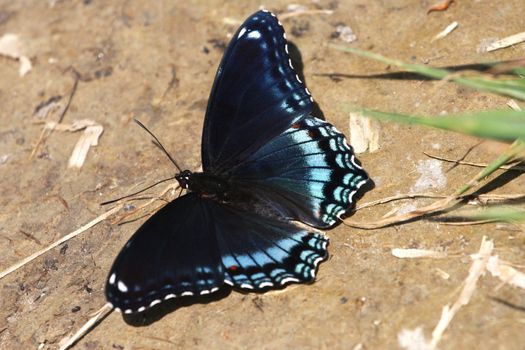 Red-spotted Purple Butterfly Limenitis arthemis on ground in sun