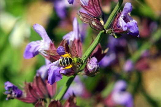 Sage Flower labiatae With Metallic Green Bee