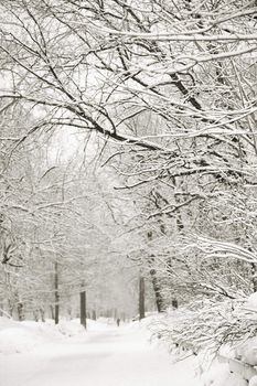 special toned, slective focus on nearest part of tree