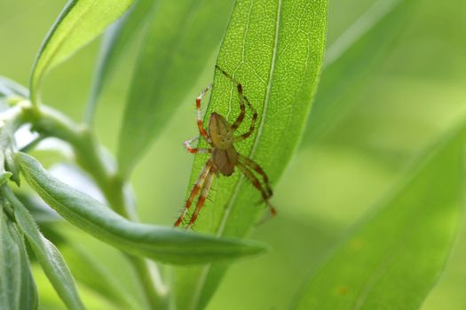 Shamrock Spider Araneus trifolium in web