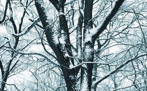 tree with snow,toned selective focus on center