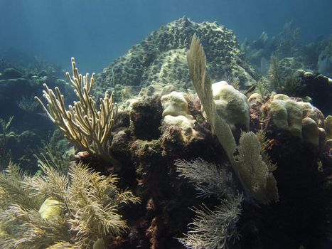 Coral reef at the bottom of the ocean