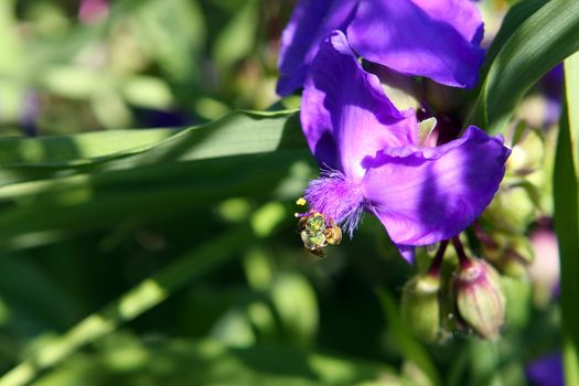 Spiderwort Flower Tradescantia ohiensis in morning light