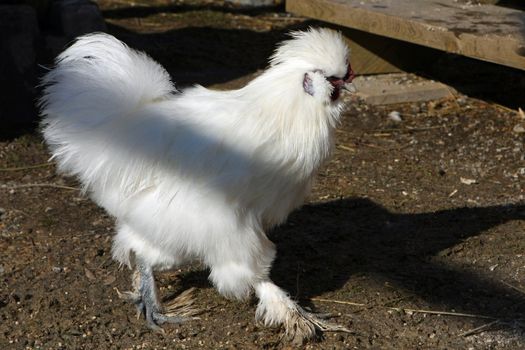 The Silkie Chicken in morning sun