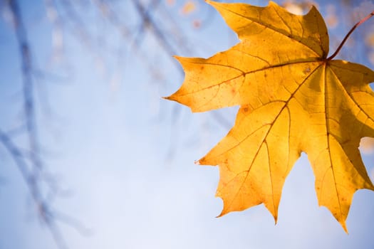 special toned and selective focus on nearest leaf