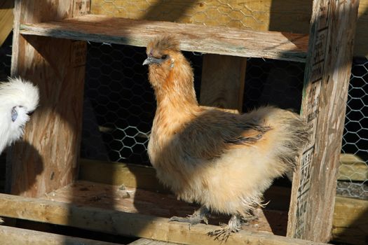 The Silkie Chicken in morning sun