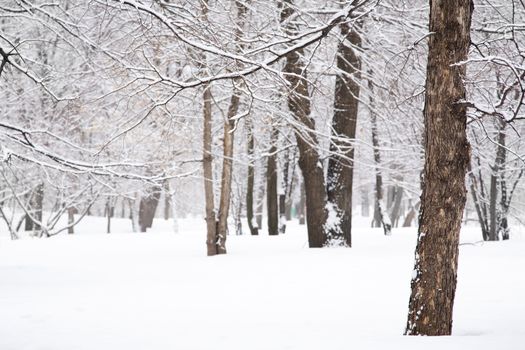 special toned, slective focus on nearest part of tree