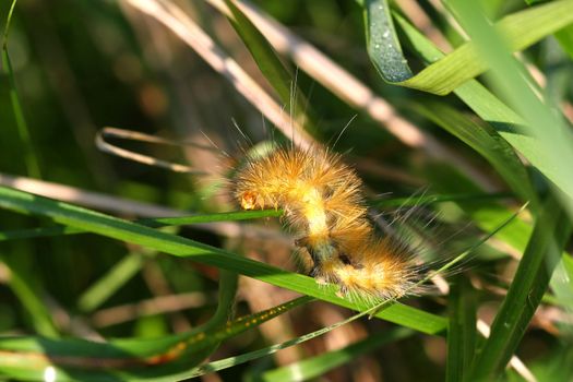 Yellow Bear Caterpillar Virginian Tiger Moth spilosoma virginica