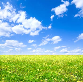 bright colors of summer day, special toned , focus point on  nearest part of grass