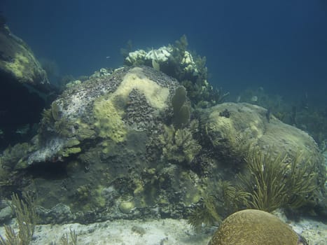 rock covered with coral at the bottom of the ocean